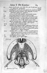 Tabula IX. Cerebrum humanum per superiora dissectum, & à cinerea substantia exteriore segregatum exh [...]