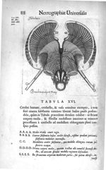 Tabula XV. Cerebri humani, cerebello, & vasis omnibus exemptis, à tota ferè substantia exteriore lib [...]