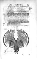 Tabula XVI. Cerebri humani, cerebello, & vasis omnibus exemptis, à tota ferè cinerea substantia exte [...]