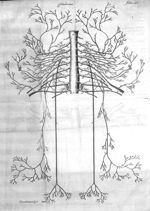 Tabula XXIV. Septem cervicalium, & dorsalium nervorum paria repraesentat - Raymundi Vieussens doctor [...]
