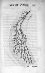 Tabula XXX. Nervum exhibet, qui plantae pedis prospicit - Raymundi Vieussens doctoris medici Monspel [...]