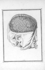 Circonvolutions du cerveau, telles qu'elles paroissent dans l'état naturel après que l'on a enlevé l [...]