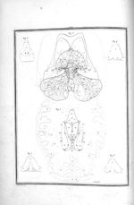 Fig. 1. Couches optiques, corps striés, glande pinéale et tubercules quadrijumeaux à découvert / Fig [...]