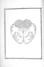 Coupe du cerveau faite en-dessus et à la hauteur des deux commissures - Traité d'anatomie et de phys [...]