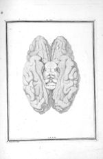 Face intérieure du cerveau : on y aperçoit les circonvolutions moyennes et postérieures de ce viscer [...]