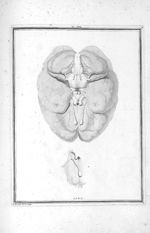 Base du cerveau et les nerfs qui en sortent - Traité d'anatomie et de physiologie avec des planches  [...]