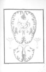 Cerveau disséqué par sa base - Traité d'anatomie et de physiologie avec des planches coloriées repré [...]