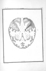 Coupe faite sur un cerveau vu par sa base (plus profonde que la précédente) - Traité d'anatomie et d [...]