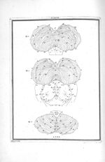 Fig. 1. face supérieure du cervelet / Fig. 2. Partie postérieure des couches optiques, tubercules qu [...]