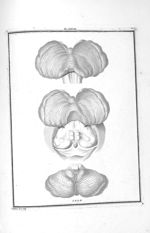Fig. 1. face supérieure du cervelet / Fig. 2. Partie postérieure des couches optiques, tubercules qu [...]