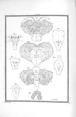 Fig. 1 et 2. Coupes dans la partie supérieure du cervelet / Fig. 3. Tubercules quadrijumeaux, une pa [...]
