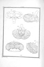 Fig. 1. Coupe du cervelet depuis les tubercules quadrijumeaux inférieurs jusqu'à la moëlle alongée / [...]