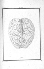 Veines du cerveau injectées. Face supérieure et convexe des hémispheres du cerveau - Traité d'anatom [...]