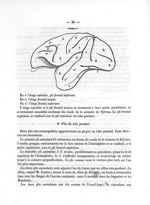 Fig. 1. [Plis cérébraux de la face externe du cerveau des primates] - Mémoire sur les plis cérébraux [...]