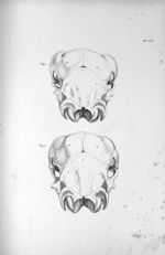Pl. LIX. Fig. 1. Crâne du veau femelle / Fig. 2. Du veau mâle - Anatomie et physiologie du système n [...]