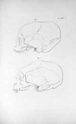 Pl. LXXIV. Fig. 1.Crâne d'un jeune homme de la baie de Saint-Georges / Fig. 2. Crâne d'un Caraïbe ad [...]
