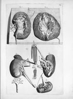 Fig. 1 à 4 et 6. Renem / Fig. 5. fasciculum unum exhibente ope vitri optici / Fig. 7. Ureter, pelvis [...]