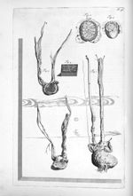 Fig. 1 à 3 et 5. Testes / Fig. 4. Testium vasa microscopio depicta - Anatomia humani corporis, centu [...]