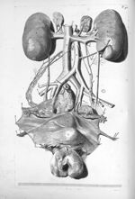 Renes, Uterus, vesica urinaria, ovaria et vulva - Anatomia humani corporis, centum et quinque tabuli [...]