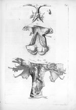 Fig. 1 et 2. Clitoris / Fig. 3. Vagina / Fig. 4. Uterus - Anatomia humani corporis, centum et quinqu [...]