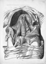 Abdomen - Anatomia humani corporis, centum et quinque tabulis, per artificiosiss. G. de Lairesse ad  [...]