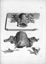 Fig. 1 et 4. Uterus / Fig. 2 et 3 Tubae uterinae - Anatomia humani corporis, centum et quinque tabul [...]