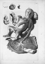 Fig. 1. Ova e virginis ovario / Fig. 2. Ovum impraegnatum / Fig. 3 à 6. Embryones / Fig. 7. foetus - [...]
