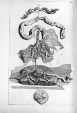 Fig. 1. Uterina placenta cum annexis / Fig. 2. Placentae uterinae involucrorumque cum eadem connexio [...]