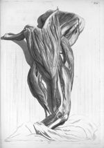 Cubiti musculi - Anatomia humani corporis, centum et quinque tabulis, per artificiosiss. G. de Laire [...]