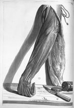 Cute avulsa brachii adspectum - Anatomia humani corporis, centum et quinque tabulis, per artificiosi [...]