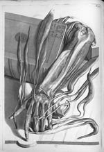 Musculi digitorum, pollicis et carpi - Anatomia humani corporis, centum et quinque tabulis, per arti [...]