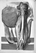 Musculi femori et tibiae - Anatomia humani corporis, centum et quinque tabulis, per artificiosiss. G [...]
