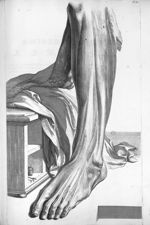 Musculi tibiae et digitorum  - Anatomia humani corporis, centum et quinque tabulis, per artificiosis [...]