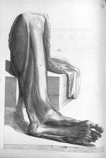 Genus, Tibia et tarsi et metatarsi musculi - Anatomia humani corporis, centum et quinque tabulis, pe [...]