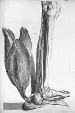 Musculi tibiae - Anatomia humani corporis, centum et quinque tabulis, per artificiosiss. G. de Laire [...]