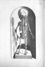 Novem circiter mensium foetus ossa - Anatomia humani corporis, centum et quinque tabulis, per artifi [...]