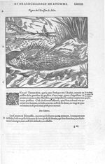 Herisson de mer - Les Oeuvres d'Ambroise Paré,... divisées en vingt huict livres avec les figures et [...]