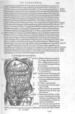 Ventre inférieur - Les Oeuvres d'Ambroise Paré,... divisées en vingt huict livres avec les figures e [...]