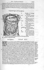 Ventre inférieur - Les Oeuvres d'Ambroise Paré,... divisées en vingt huict livres avec les figures e [...]