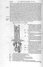 Trachee artere, ou chiflet - Les Oeuvres d'Ambroise Paré,... divisées en vingt huict livres avec les [...]