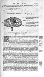 Cerebellum & vermiformis - Les Oeuvres d'Ambroise Paré,... divisées en vingt huict livres avec les f [...]