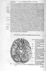 Huit coniugaisons des nerfs du cerveau - Les Oeuvres d'Ambroise Paré,... divisées en vingt huict liv [...]