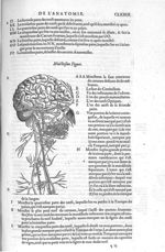 Cerveau, nerfs - Les Oeuvres d'Ambroise Paré,... divisées en vingt huict livres avec les figures et  [...]