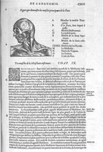 Muscles principaux de la face - Les Oeuvres d'Ambroise Paré,... divisées en vingt huict livres avec  [...]