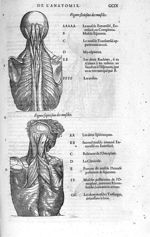 Muscles - Les Oeuvres d'Ambroise Paré,... divisées en vingt huict livres avec les figures et portrai [...]