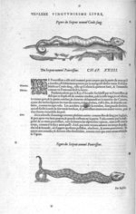 Serpent nommé coule-sang / serpent nommé pourrisseur - Les Oeuvres d'Ambroise Paré,... divisées en v [...]