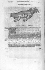 Elephant de mer - Les Oeuvres d'Ambroise Paré,... divisées en vingt huict livres avec les figures et [...]