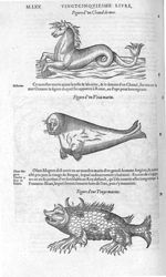 Cheval de mer / Veau marin / Truye marine - Les Oeuvres d'Ambroise Paré,... divisées en vingt huict  [...]