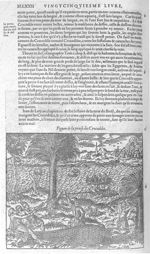 Prinse des crocodiles - Les Oeuvres d'Ambroise Paré,... divisées en vingt huict livres avec les figu [...]