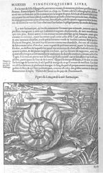 Limaçon de la mer sarmatique - Les Oeuvres d'Ambroise Paré,... divisées en vingt huict livres avec l [...]